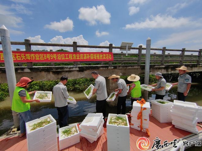 70万只拟穴青蟹再次“安家”广西山口红树林保护区(图2)