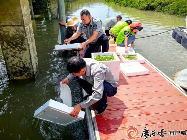 70万只拟穴青蟹再次“安家”广西山口红树林保护区(图3)