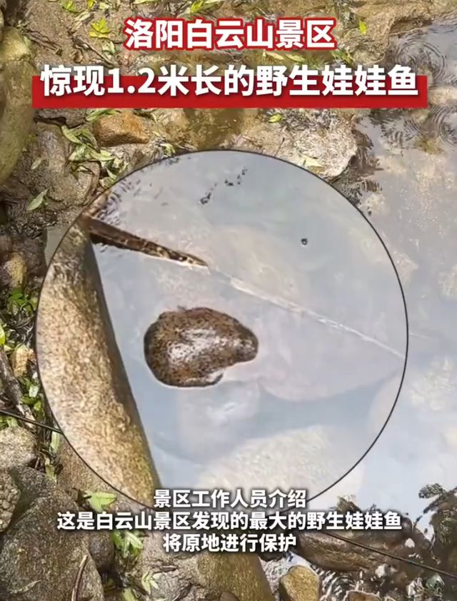 震惊!洛阳白云山竟现12米巨型娃娃鱼繁衍为何如此艰难?(图1)