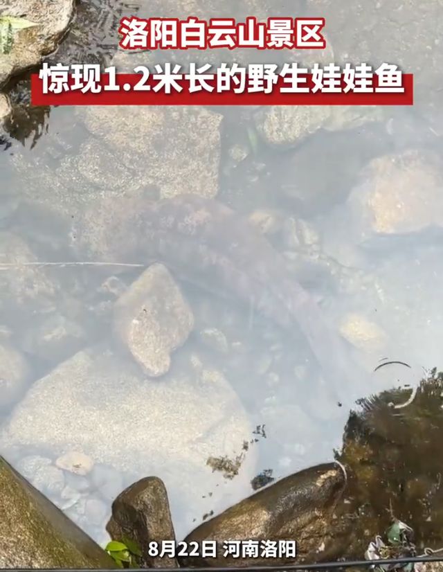 震惊!洛阳白云山竟现12米巨型娃娃鱼繁衍为何如此艰难?(图2)