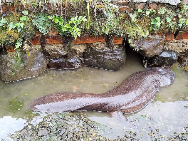 震惊!洛阳白云山竟现12米巨型娃娃鱼繁衍为何如此艰难?(图4)