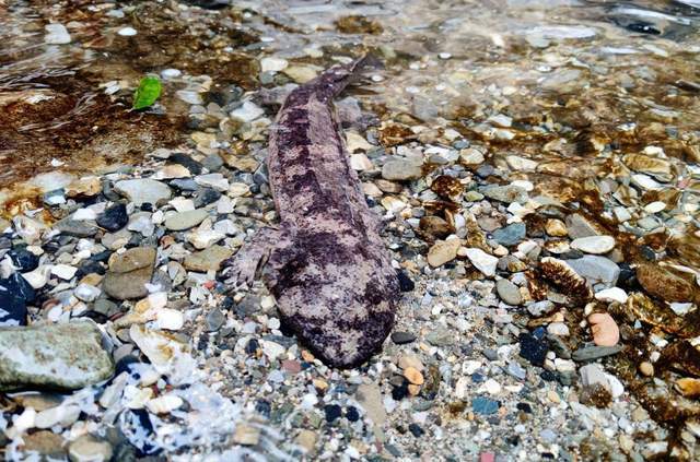 震惊!洛阳白云山竟现12米巨型娃娃鱼繁衍为何如此艰难?(图3)