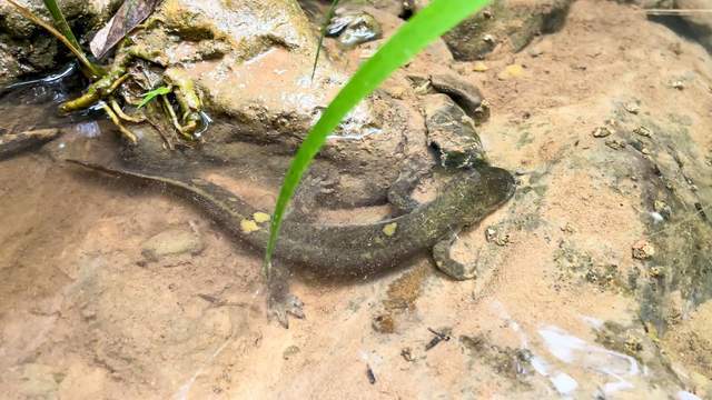 震惊!洛阳白云山竟现12米巨型娃娃鱼繁衍为何如此艰难?(图5)