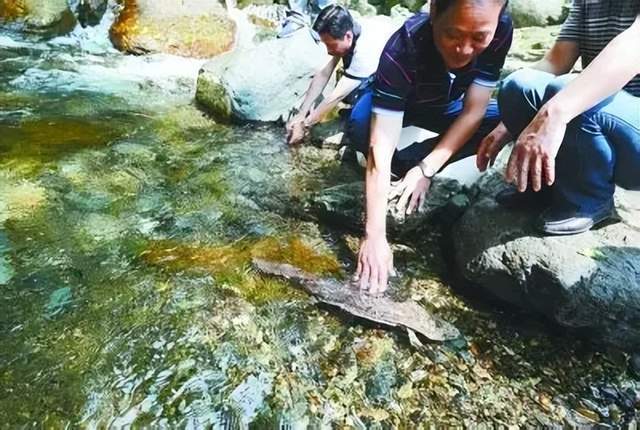 震惊!洛阳白云山竟现12米巨型娃娃鱼繁衍为何如此艰难?(图7)
