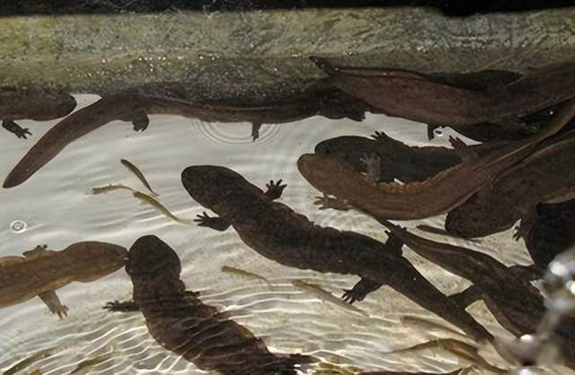 震惊!洛阳白云山竟现12米巨型娃娃鱼繁衍为何如此艰难?(图6)