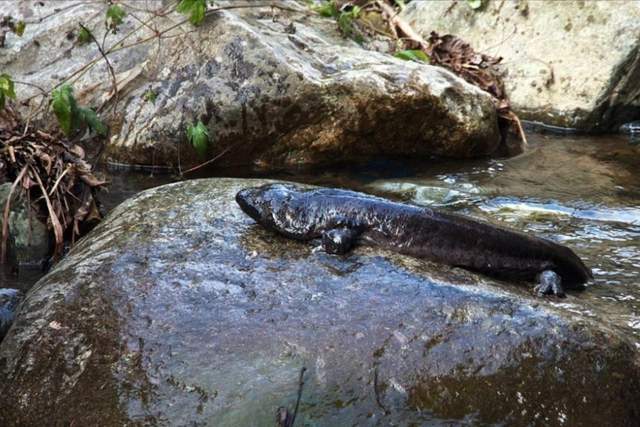 震惊!洛阳白云山竟现12米巨型娃娃鱼繁衍为何如此艰难?(图8)