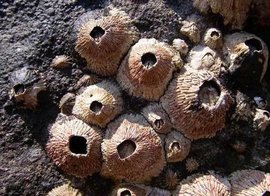 藤壶鹅为什么一定要跳藤壶鹅是什么动物