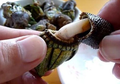 藤壶可以吃但又遭人唾弃它到底有多可怕?鲸鱼的一生太不完美了(图1) 藤壶可以吃但又遭人唾弃它到底有多可怕?鲸鱼的一生太不完美了