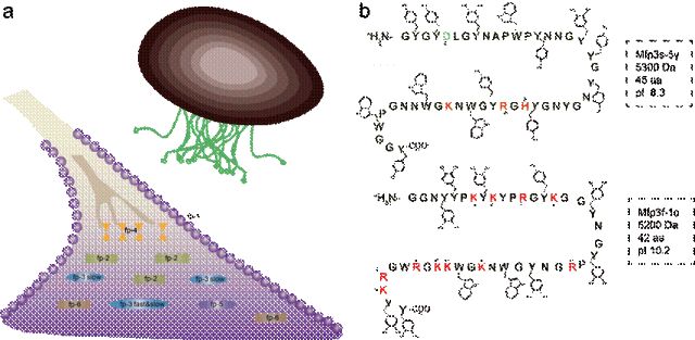 海底“建筑师”——贻贝(图2)