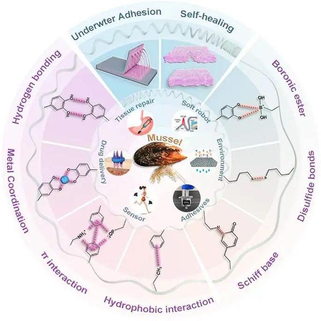 海底“建筑师”——贻贝(图4)