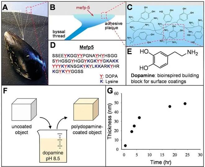 海底“建筑师”——贻贝(图3)
