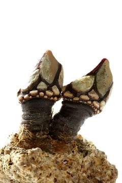 怎么获取幻塔游戏中的松果(图1) 怎么获取幻塔游戏中的松果