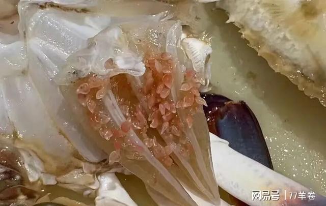 买梭子蟹遇粉色颗粒别慌!专家说这招能放心吃(图1)