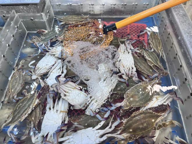 惊悚又恶心!密密麻麻还会动!近期大量上市很多赣榆人爱吃(图1)