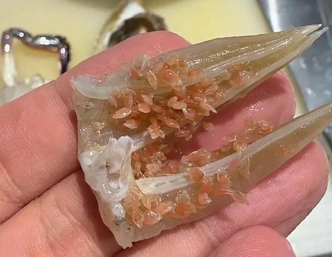 惊悚又恶心!密密麻麻还会动!近期大量上市很多赣榆人爱吃(图2)