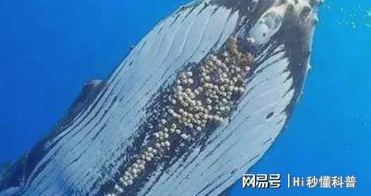 海洋“寄生恶魔”有多可怕?将海龟、鲸鱼折磨到发疯会危害建筑(图1)