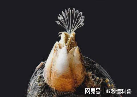 海洋“寄生恶魔”有多可怕?将海龟、鲸鱼折磨到发疯会危害建筑(图5)