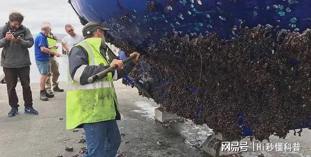 海洋“寄生恶魔”有多可怕?将海龟、鲸鱼折磨到发疯会危害建筑(图3)