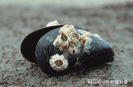 海洋“寄生恶魔”有多可怕?将海龟、鲸鱼折磨到发疯会危害建筑(图4)