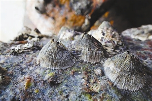 气候变暖导致加拿大北极海域出现入侵物种藤壶