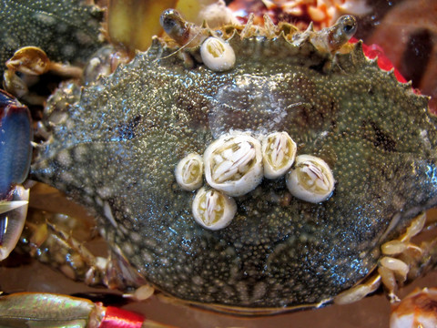 迪士尼自然守护计划 开启海岛生态保护与潮间探秘研究性学习(图1) 迪士尼自然守护计划 开启海岛生态保护与潮间探秘研究性学习