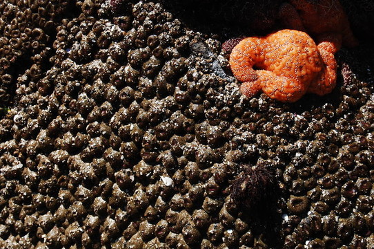 瓯越人物 黄海波：以传承为根、媒体为桥续写温港故事