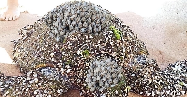 伟星新材(002372)_股票价格_行情_走势图—东方财富网(图1) 伟星新材(002372)_股票价格_行情_走势图—东方财富网