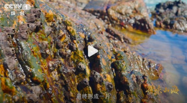 伪装成礁石的“海洋味精” 看着像怪石其实可以吃(图1)