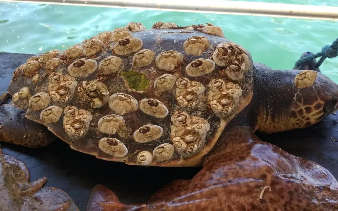 别让“魔改”内容污染未成年人精神家园(图1) 别让“魔改”内容污染未成年人精神家园