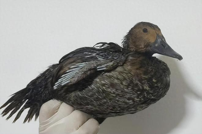 极罕见的鸭子!生活在北极巢穴紧挨天敌25年内陆首次发现12只(图3)