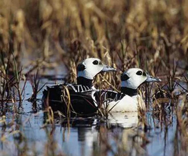 极罕见的鸭子!生活在北极巢穴紧挨天敌25年内陆首次发现12只(图6)