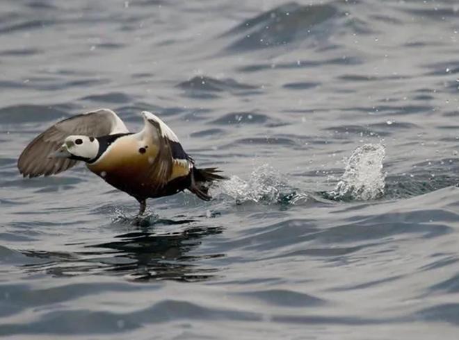 极罕见的鸭子!生活在北极巢穴紧挨天敌25年内陆首次发现12只(图9)