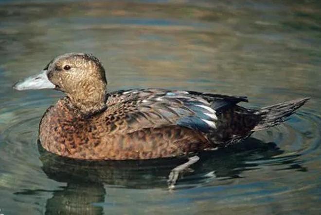 极罕见的鸭子!生活在北极巢穴紧挨天敌25年内陆首次发现12只(图8)