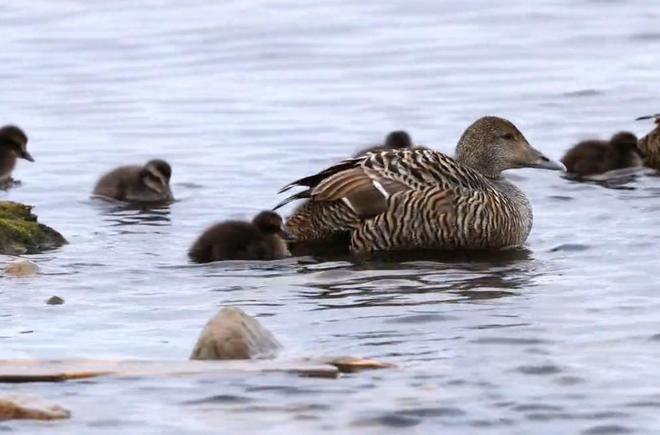 极罕见的鸭子!生活在北极巢穴紧挨天敌25年内陆首次发现12只(图15)