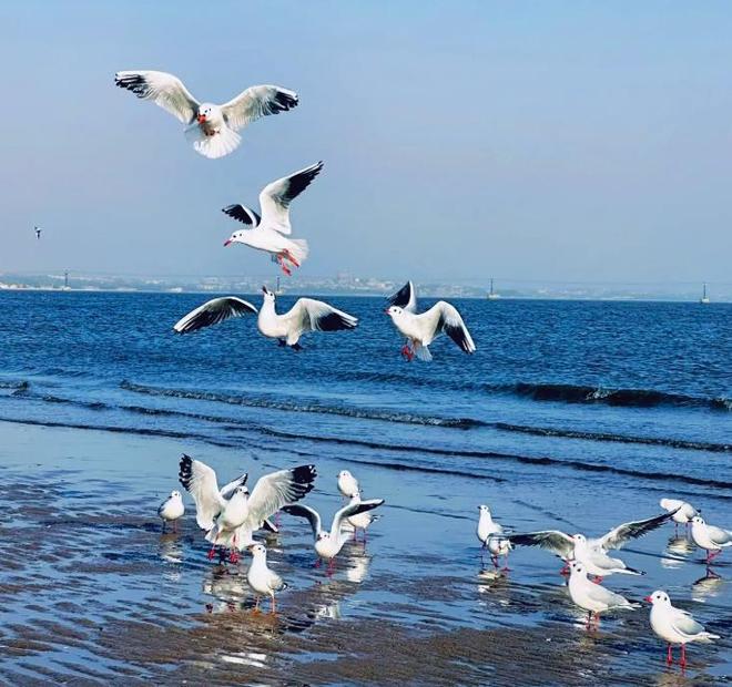 极罕见的鸭子!生活在北极巢穴紧挨天敌25年内陆首次发现12只(图16)