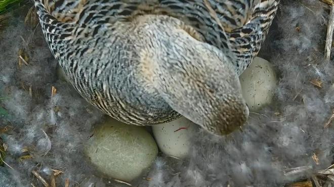 极罕见的鸭子!生活在北极巢穴紧挨天敌25年内陆首次发现12只(图13)