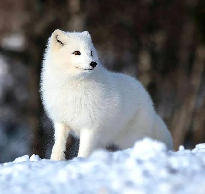 极罕见的鸭子!生活在北极巢穴紧挨天敌25年内陆首次发现12只(图17)