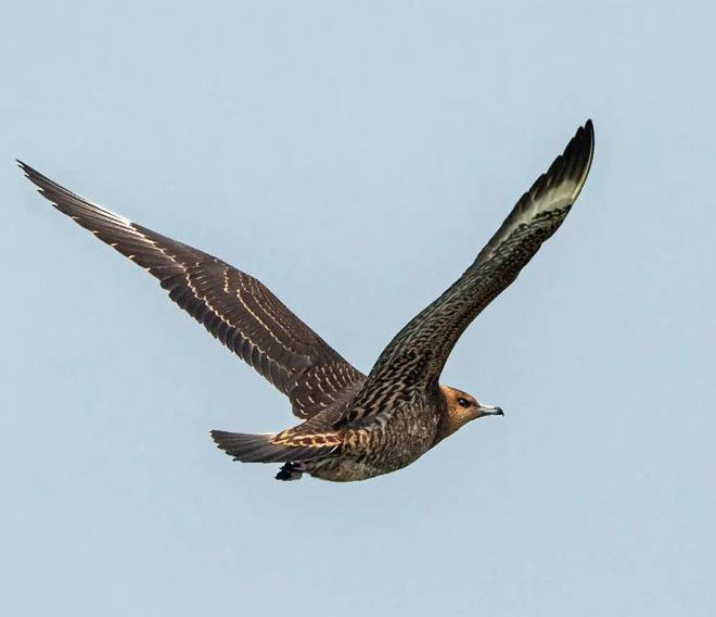 极罕见的鸭子!生活在北极巢穴紧挨天敌25年内陆首次发现12只(图19)