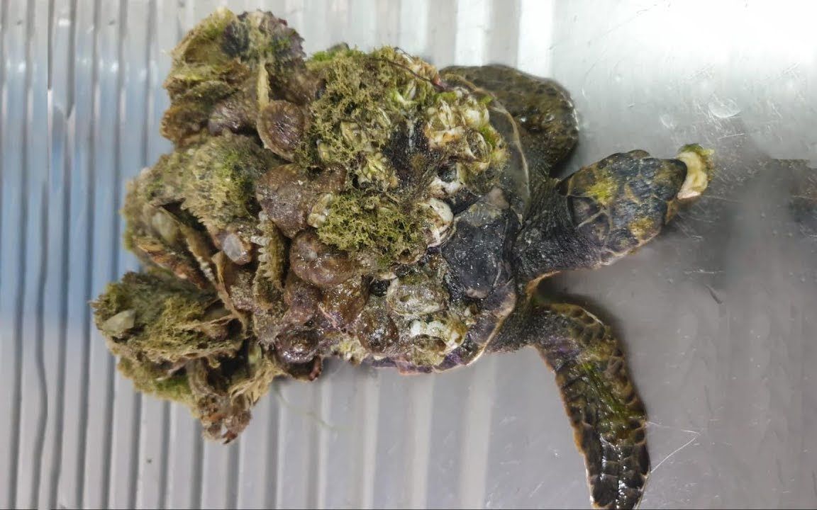 重磅发布|国内首款船载智能化大型船舶水下除污机器人亮相上海海事展(图1) 重磅发布|国内首款船载智能化大型船舶水下除污机器人亮相上海海事展