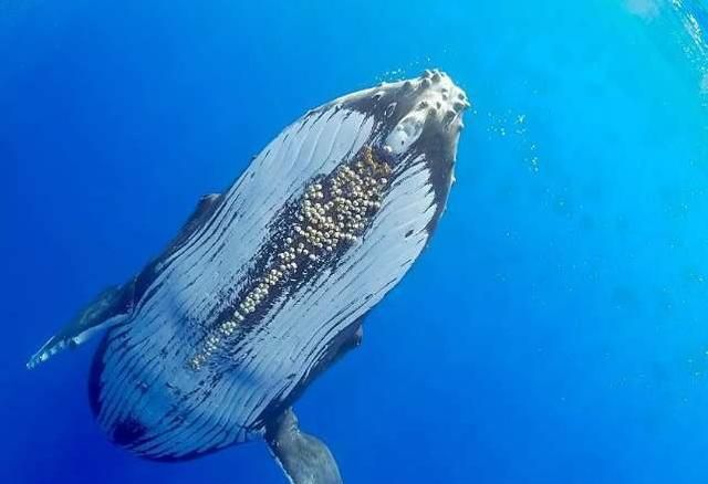水枪清理鲸鱼身上的藤壶全过程