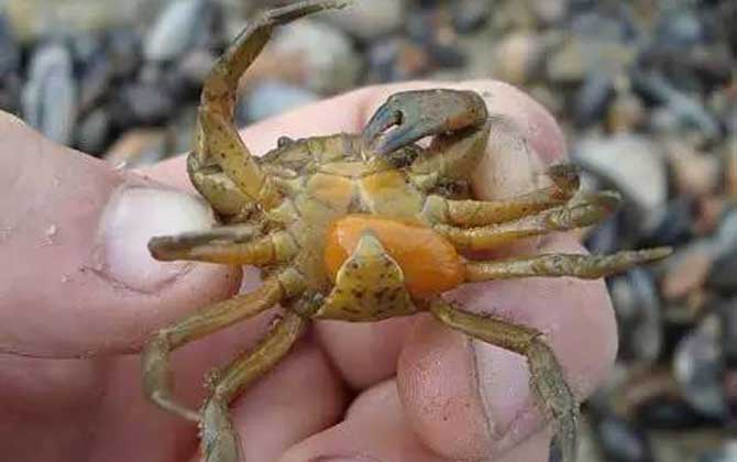 蟹奴的网络解释是什么(图1) 蟹奴的网络解释是什么