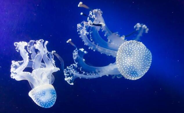 又冷又有趣——灯塔水母能“返老还童”。(图1) 又冷又有趣——灯塔水母能“返老还童”。