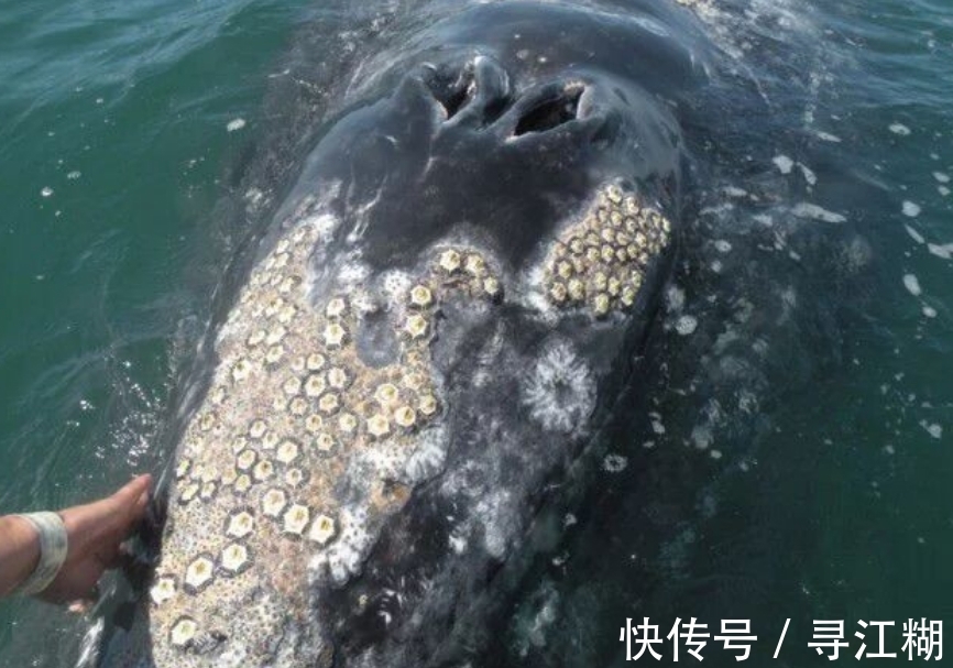 11安卓（最新收藏网）