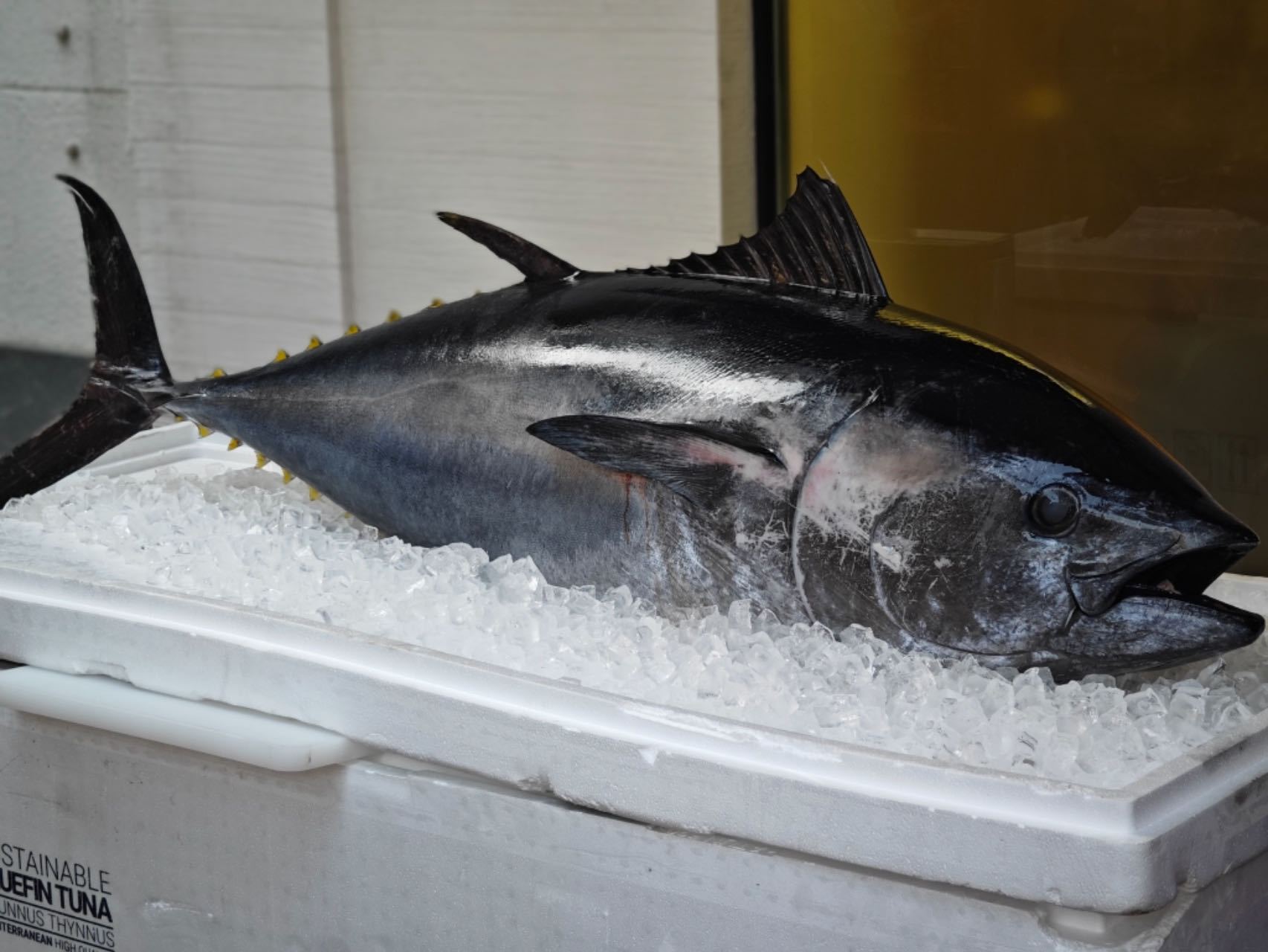 三十共潮生 产强城兴 湾美民安！海沧区以开放为帆、实干为桨 打造国际一流湾区