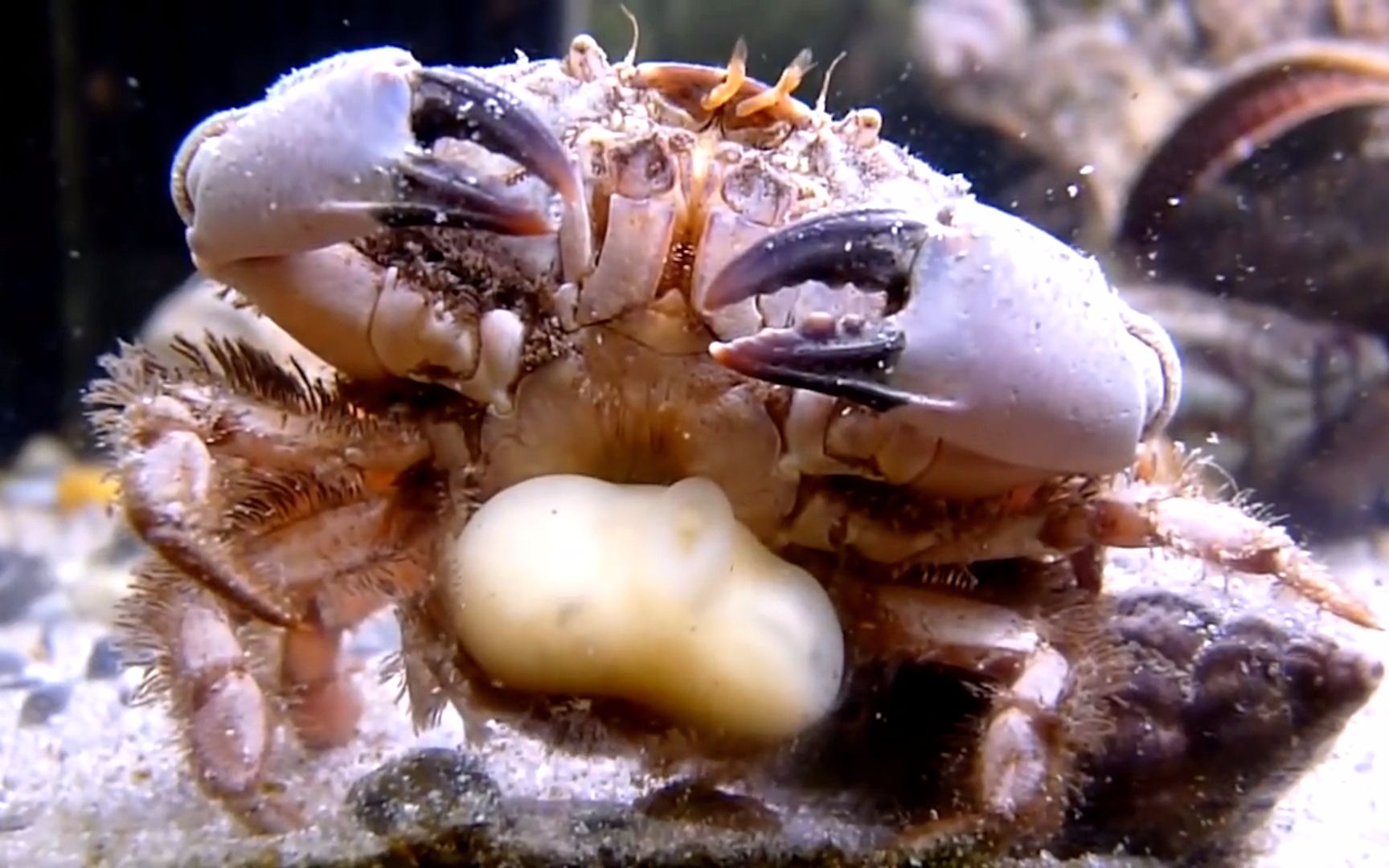 蟹奴是什么样的生物？寄生在螃蟹体内控制其交配使其成“僵尸”