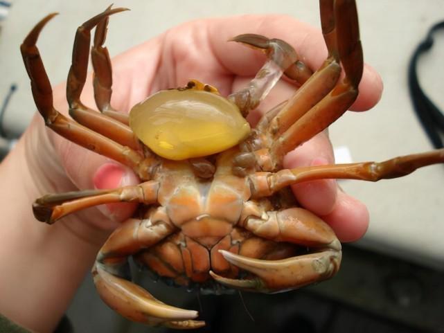 可以控制螃蟹的蟹奴是怎么把螃蟹身体掏空的?(图2)