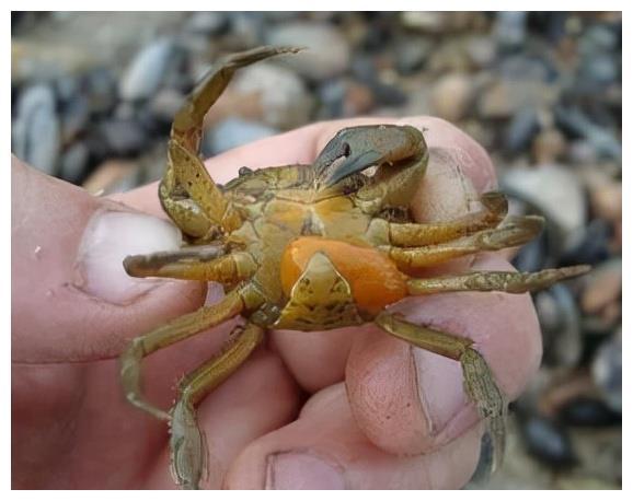 可以控制螃蟹的蟹奴是怎么把螃蟹身体掏空的?(图1)