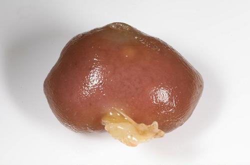 可以控制螃蟹的蟹奴是怎么把螃蟹身体掏空的?(图3)