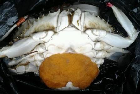 可以控制螃蟹的蟹奴是怎么把螃蟹身体掏空的?(图5)