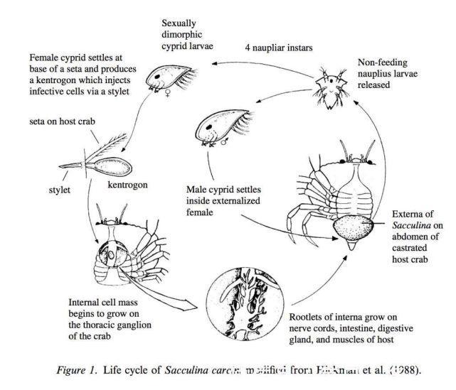 可以控制螃蟹的蟹奴是怎么把螃蟹身体掏空的?(图6)